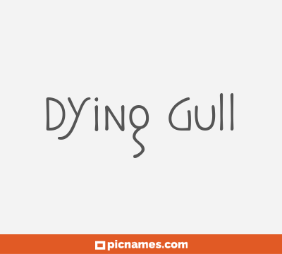 Dying Gull